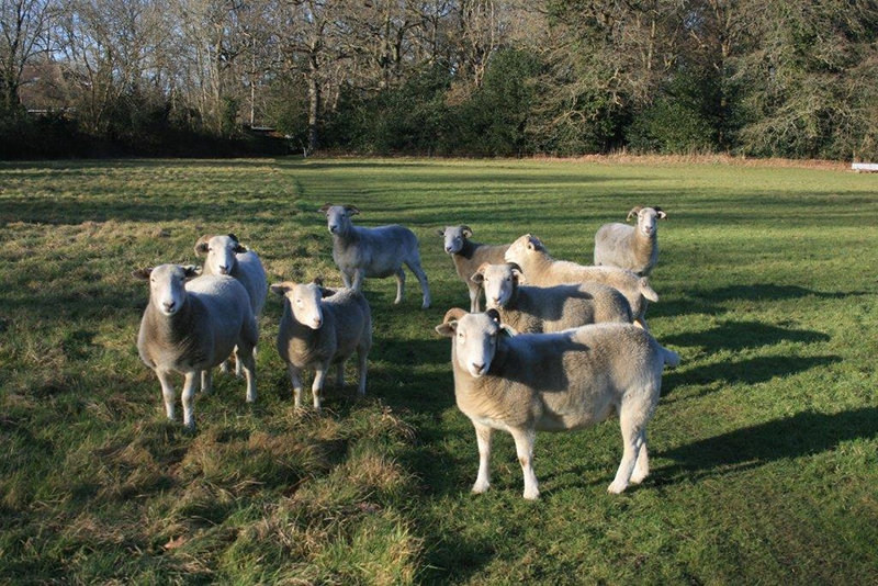 Our new flock of 9 Wiltshire Horn sheep. You can see where they get their name from. The breed is very hardy and sheds its wool when it needs to, so no shearing for this lot ever. Popular on the Wiltshire Downs in the 18th Century, the breed lost popularity in the 19th Century as the emphasis was moved to wool producing sheep. The breed almost became extinct but a society formed in 1923 to protect it and encourage breeding and it has now made a comeback.